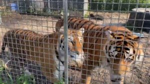 🐅 День Тигра всегда хороший день 🐅