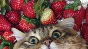 КЛУБНИЧНЫЕ ПРЕМУДРОСТИ ЧАСТЬ 2-ая