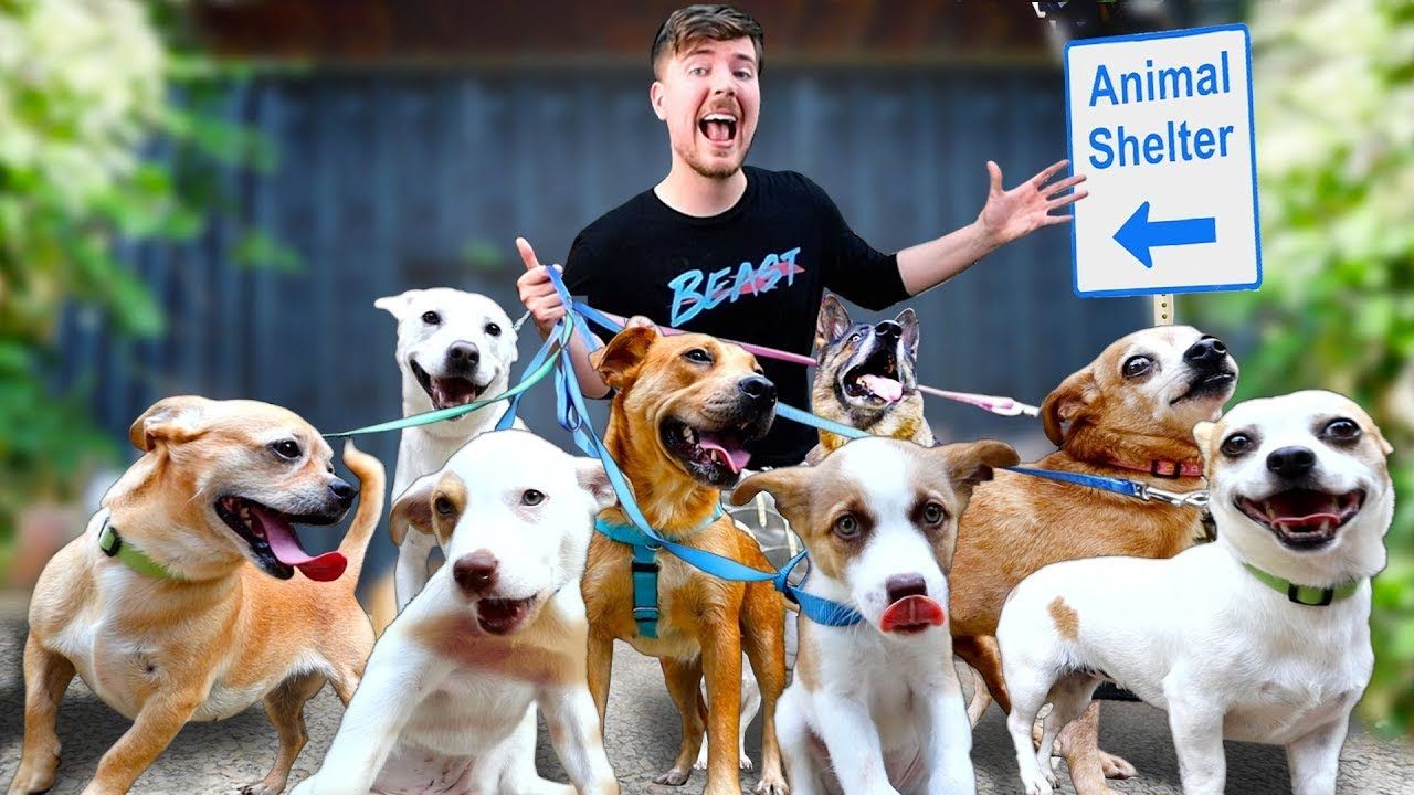 Я НАШЕЛ ДОМ КАЖДОЙ СОБАКЕ В ПРИЮТЕ! MRBEAST МИСТЕРБИСТ НА РУССКОМ мистер бист