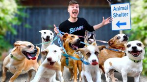 Я НАШЕЛ ДОМ КАЖДОЙ СОБАКЕ В ПРИЮТЕ! MRBEAST МИСТЕРБИСТ НА РУССКОМ мистер бист