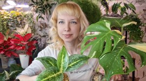 Составляем грунт для монстеры и аглаонемы