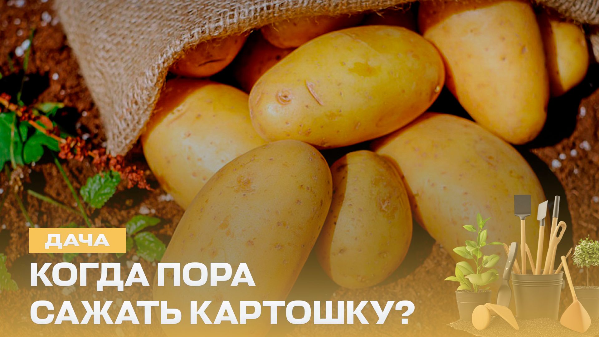 Как вырастить ароматный тимьян? Как собрать урожай картофеля на пару недель раньше? | Дача