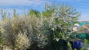 вишня и яблоня цветет под окном в деревне