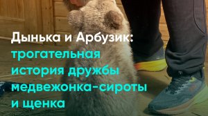Дынька и Арбузик: трогательная история дружбы медвежонка-сироты и щенка