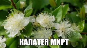 РИТУАЛ-ЧИСТКА ДЕТЕЙ «ВЫКАТКА ЯЙЦОМ»