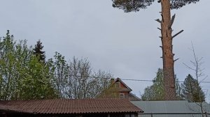 Поздравляю с праздником 9 мая 2026 года. С Днём Победы! #мари_мистик