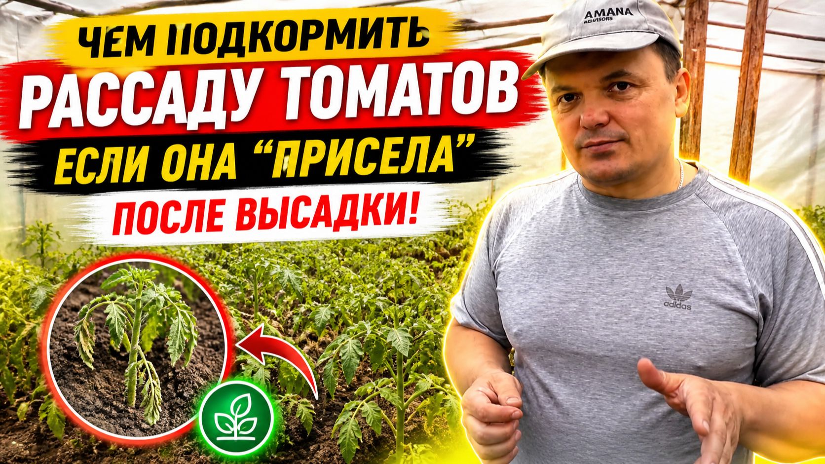 Рассада "остановилась" в росте после высадки? Срочно подкормите!
