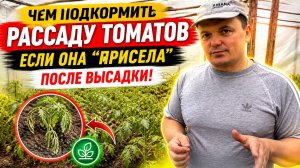 Рассада «остановилась» в росте после высадки? Срочно подкормите!