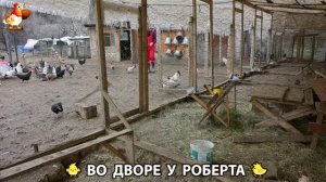 Содержание кур в домашних условиях и других птиц во дворе у Роберта 🐣🐤🦆🐔🪿🦃 (492)