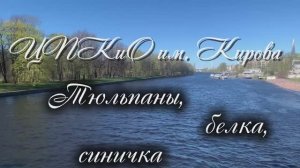 ЦПКИО им. Кирова на Елагином острове. 06 мая 2026. Тюльпаны, синичка, белка. Часть 1