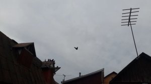 Николаевские голуби пискун