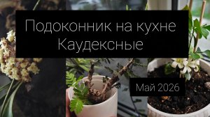 подоконник на кухне. Каудексные.май 2026