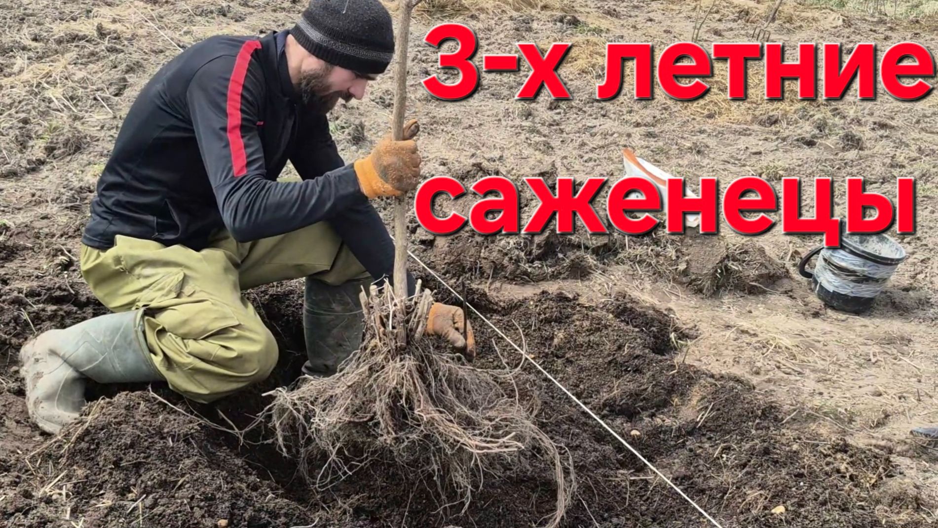 Сожаем орех