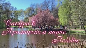 Сакура в Приморском парке Победы