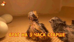Новорождённый цыплёнок в инкубаторе встретил братика, который старше на 3 часа (1)