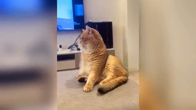Смешно! Ржака с кошками и собаками 🤯🐕🐱
