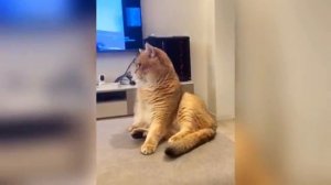 Смешно! Ржака с кошками и собаками 🤯🐕🐱
