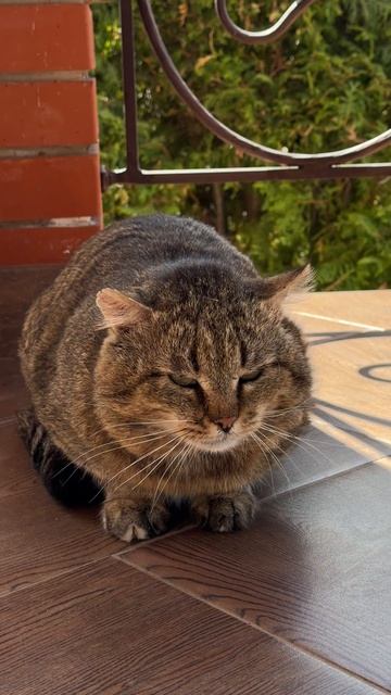 Барсик пришел на обед 09-05-2026