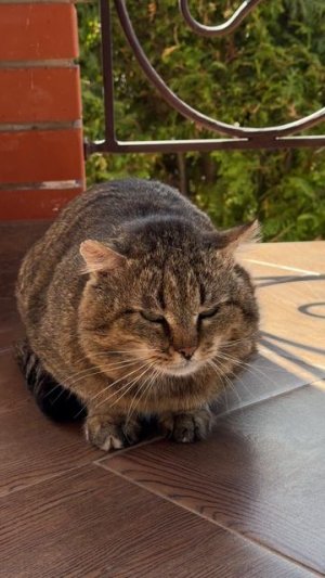 Барсик пришел на обед 09-05-2026