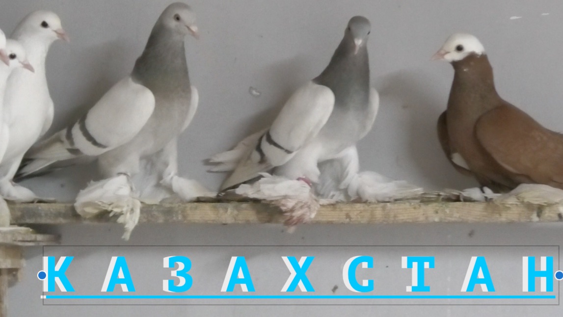 СевероКавказские Бойные голуби Мурата в Атырау! смотреть онлайн