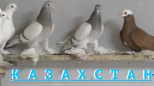СевероКавказские Бойные голуби Мурата в Атырау!