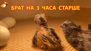 Новорождённый цыплёнок в инкубаторе встретил братика, который старше на 3 часа (2)