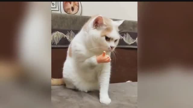 смешные видео ролики с кошками и собакенами!!! топ юмор РЖАКА