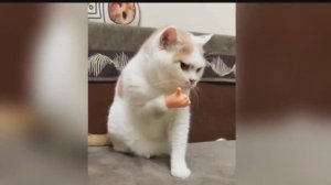 смешные видео ролики с кошками и собакенами!!! топ юмор РЖАКА