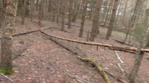 УШЁЛ ДАЛЕКО В ЛЕС и НАШЁЛ Грибы гиганты 😱🍄