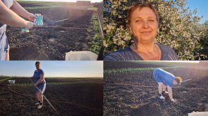 8 мая Посадила кабачки и капусту.Пропажа нашлась.