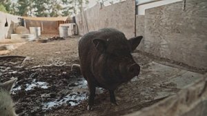 Звук природы. Пение птицы  Пеночка-теньковка в деревне