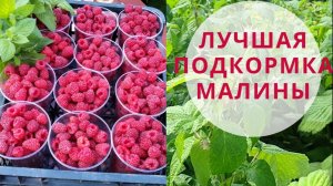 Малина вёдрами. Очень важная подкормка весной. Просто и эффективно.