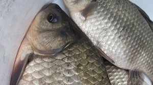 УДАЧНО ПОРЫБАЧИЛ ПОПАЛ НА РАЗДАЧУ КАРАСИКА. НА ТЕСТО КРУПНЯК