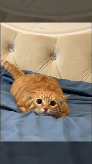 Охотаа 😸