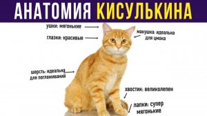 АНАТОМИЯ КОТА) Приколы