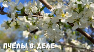Май в саду: цветёт слива, пчёлы собирают нектар!