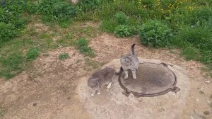 Девятое мая.Милые Котики. MichelleXGame.