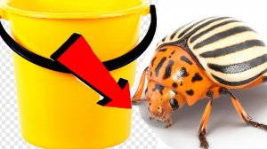Как избавиться колорадских жуков на картошке За 3 минуты!!!