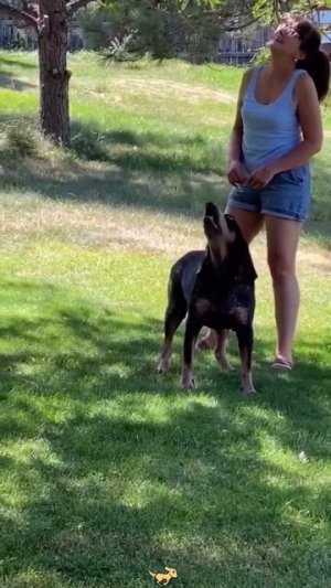 Собачки 🐶🥰