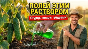 ОГУРЦЫ ПРУТ БЕЗ ОСТАНОВКИ 5 подкормок для огромного урожая
