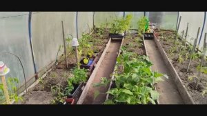Высадила баклажаны и остатки капусты.