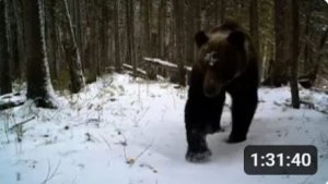 Там где живет медведь Охота рыбалка Соболь Хариус тропа через Енисей. Закат СОЛНЦА за Лесосибирском