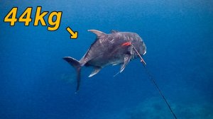 Подводная охота / Что произойдет, если подстрелить гигантского каранкса, который окажется большим..?
