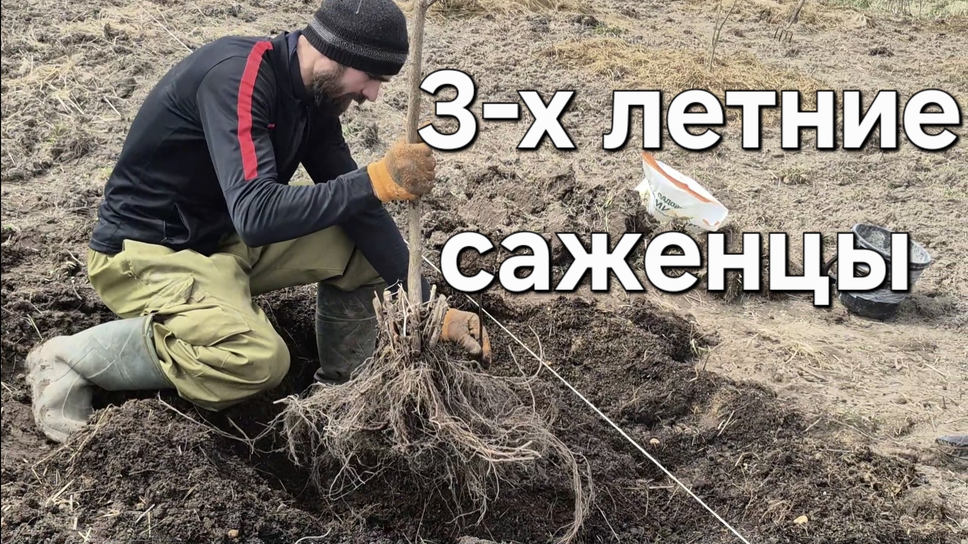Сaжаем орех