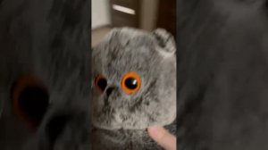 Барсик и больница. часть 1 . сотрясение мозга?😱