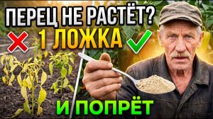Секрет советских агрономов  3 шага чтобы ПЕРЕЦ не стоял ПОСЛЕ пересадки
