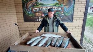 отличный улов форельки