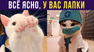 Доктор, что это у меня?) Приколы с котами