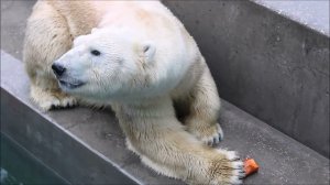 Кай подошёл ко мне поближе кушать морковку, окунулся в воду и съел завтрак 07.05.2026