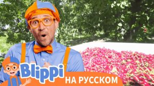 Блиппи на фабрике вишни | Блиппи на Русском | Изучай этот Мир вместе с Блиппи | Blippi